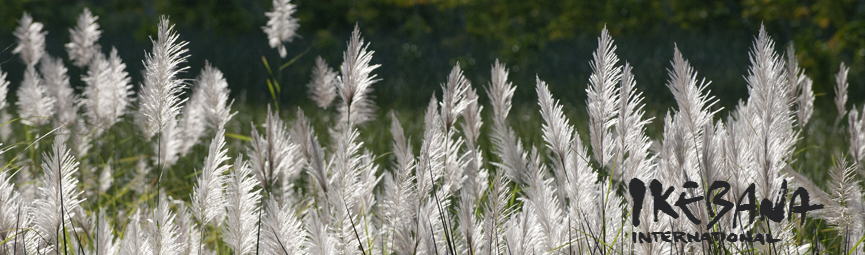 (invasive) Pampas
        Grass, Kawainui Marsh, Oahu