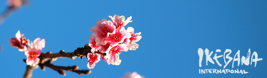 Okinawan
        Cherry