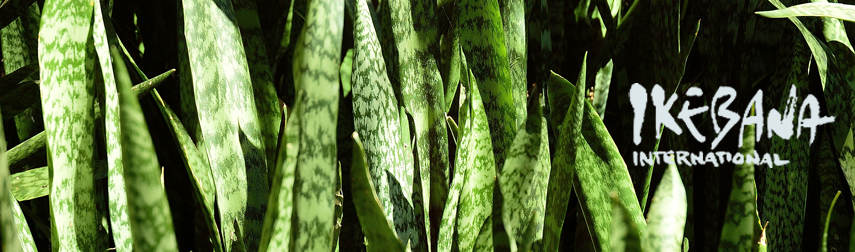 snake plant aka mother-in-law's tonque