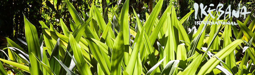 spider
        lilies