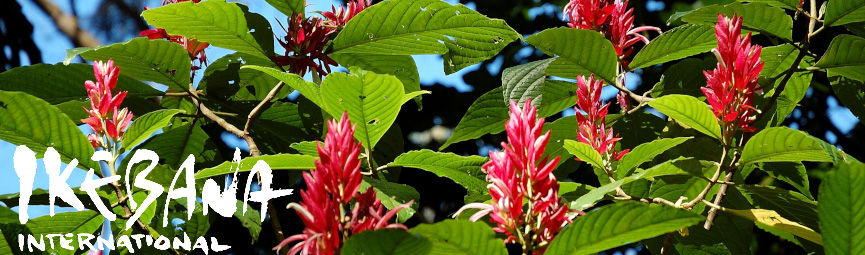 Wahiawa Botanical Garden