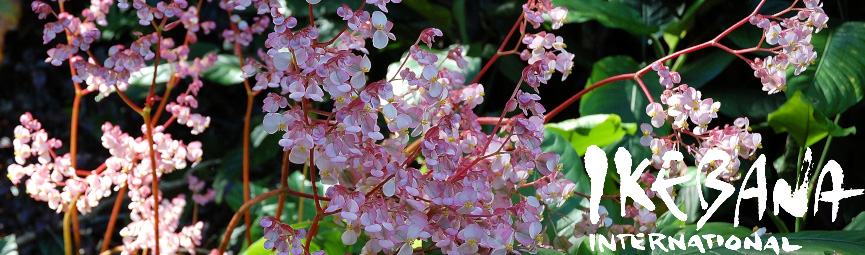 Begonia