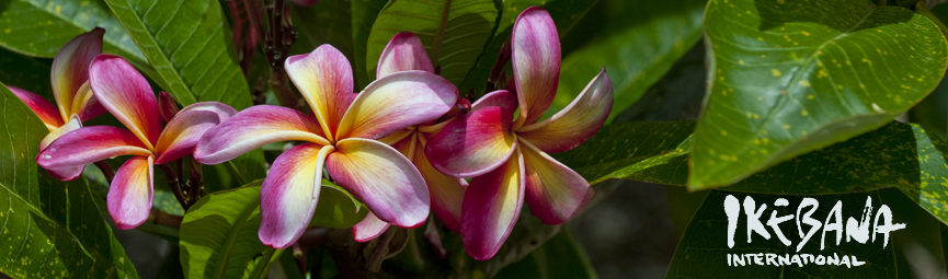 Plumeria