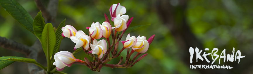 Plumeria