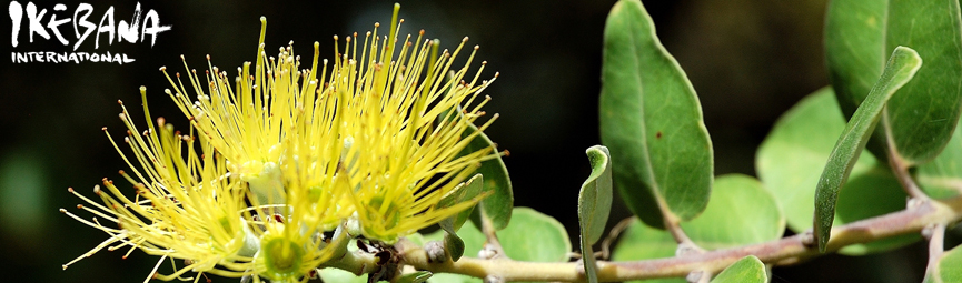Yellow ohia
        lehua