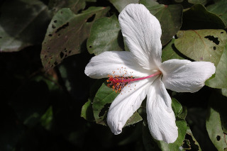 white
                          hibiscus