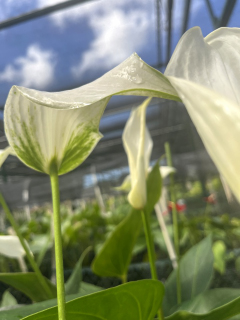 anthurium