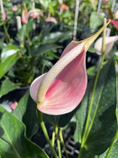 anthurium