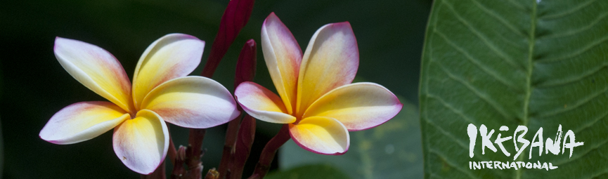 plumeria