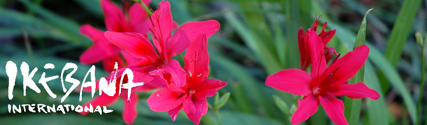 Freesia
        Grandiflora